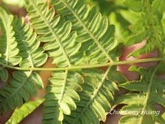 Pteridium aquilinum latiusculum