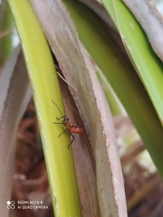 Leptoglossus gonagra