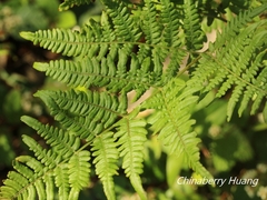 Pteridium aquilinum latiusculum