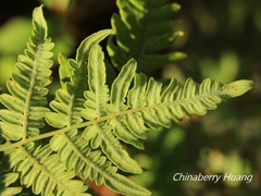 Pteridium aquilinum latiusculum