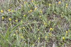 Chrysocephalum apiculatum