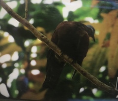 Streptopelia tranquebarica