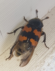 Nicrophorus vespillo