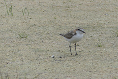 Charadrius ruficapillus