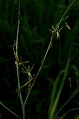 Chlorophytum macrosporum image