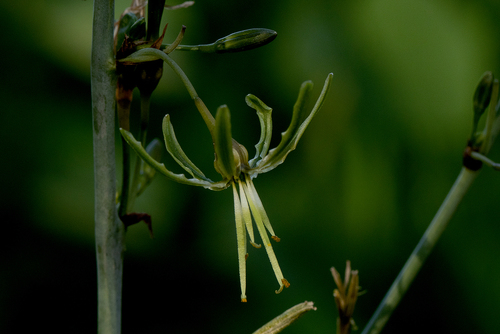 Jade Green Lily (Chlorophytum macrosporum)