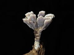 Thelephora