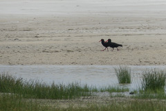Haematopus fuliginosus