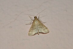 Dolicharthria punctalis