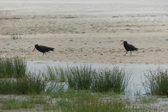Haematopus fuliginosus