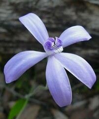 Cyanicula sericea