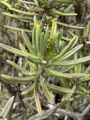 Senecio barbertonicus