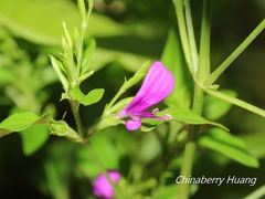 Hypoestes purpurea