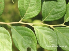 Styrax formosanus