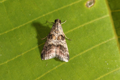 Phidotricha erigens