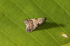 Phidotricha erigens