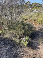 Daviesia brevifolia