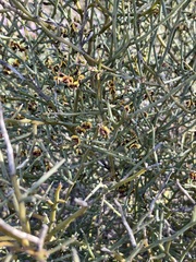 Daviesia brevifolia