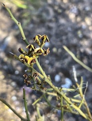 Daviesia brevifolia