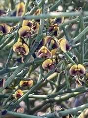 Daviesia brevifolia