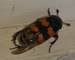 Nicrophorus vespillo