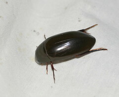 Hydrophilus