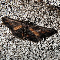 Stenoporpia glaucomarginaria
