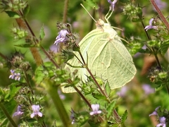 Catopsilia florella