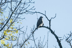 Buteo buteo