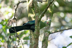 Black-Billed Turaco photo 3