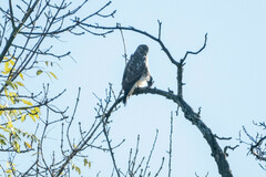 Buteo buteo