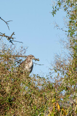 Buteo buteo