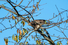 Buteo buteo