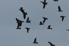 Columba palumbus palumbus