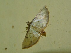 Marasmia poeyalis