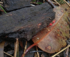 Cruentomycena viscidocruenta