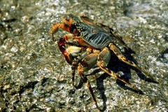 Grapsus