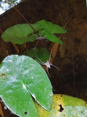 Limnometra
