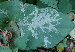 Phytomyza lappae
