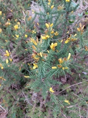 Ulex minor