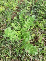 Erodium