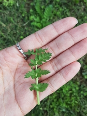 Erodium