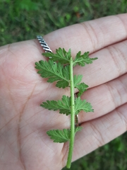 Erodium