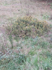 Ulex minor