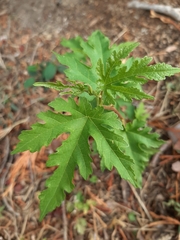 Morus alba