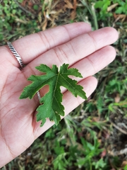 Morus alba