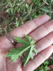 Morus alba