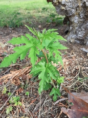 Morus alba