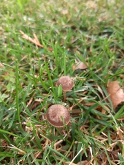 Fungi