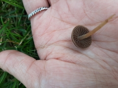 Fungi